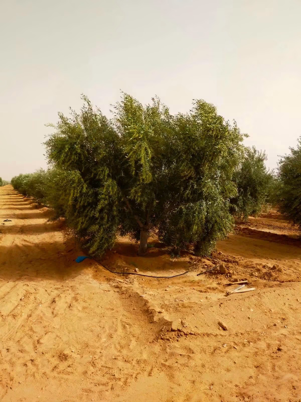 Olivier sur la ferme Jawadi, Kairouan